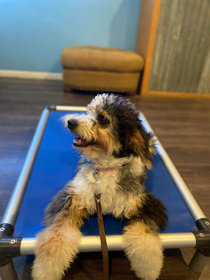 Proven K9 Training DFW