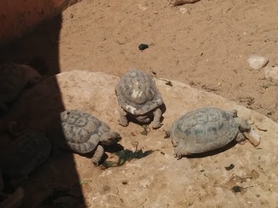 Photos of Bio Ramon - Living Desert Museum