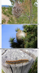 Photo n°4 de 3D: Désinsectisation/Dératisation/Désinfection et Ramonage à Ceyreste (Service de nettoyage et d'entretien)