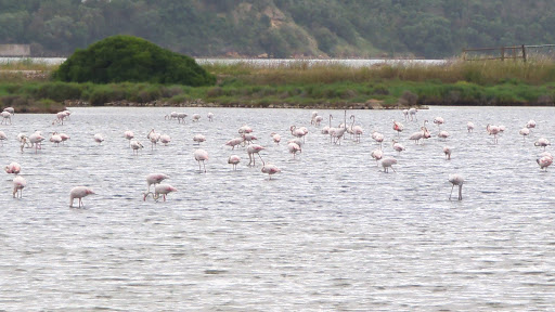 Lac Flamingo - Thumbnail