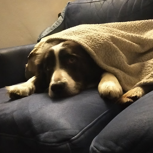 Dott.ssa Cristina Conte Medico Veterinario