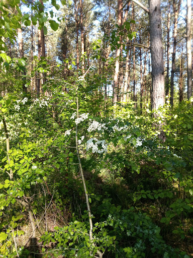 Wanderweg am Waldfriedhof - Thumbnail