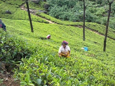 Photos of Driver In Sri Lanka Tours