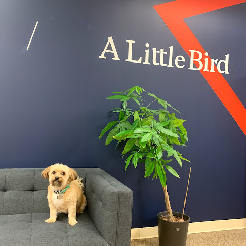 A Little Bird by null