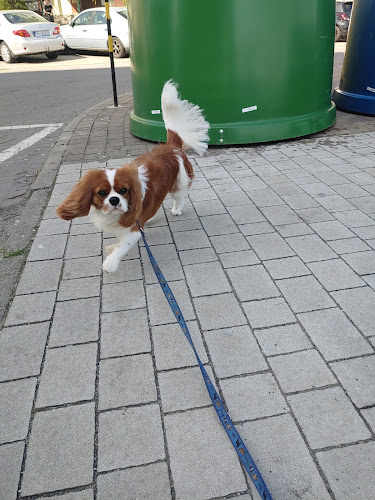 Orla 60A, 59-300 Lubin, Polska