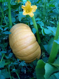 Photo n°23 de Les Jardins De Marguerite à Péault (Ferme bio)