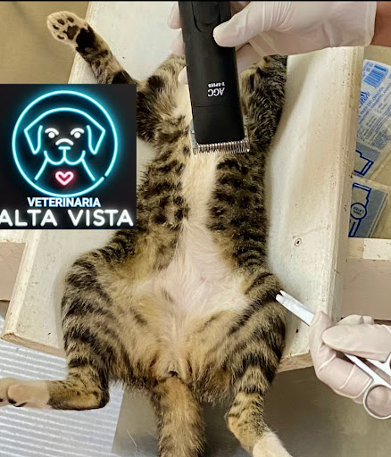 VETERINARIA alta vista Forrajes el Güero