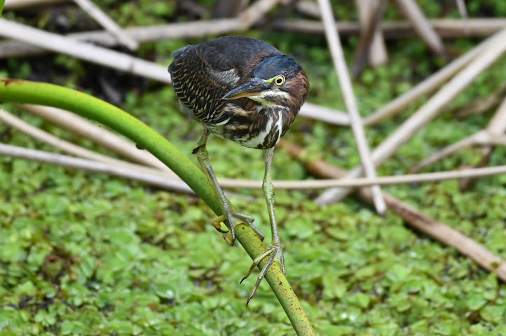 Sankofa Community Development Corporation by null