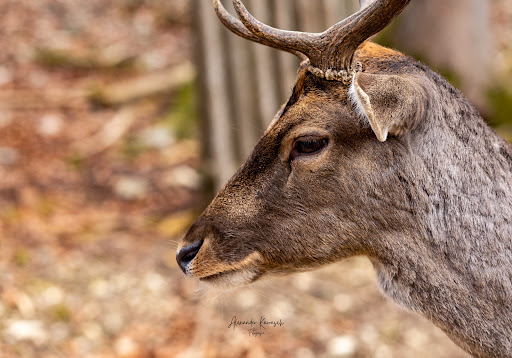 Wildpark Eichert - Visual