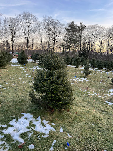 Wild Meadow Christmas Trees