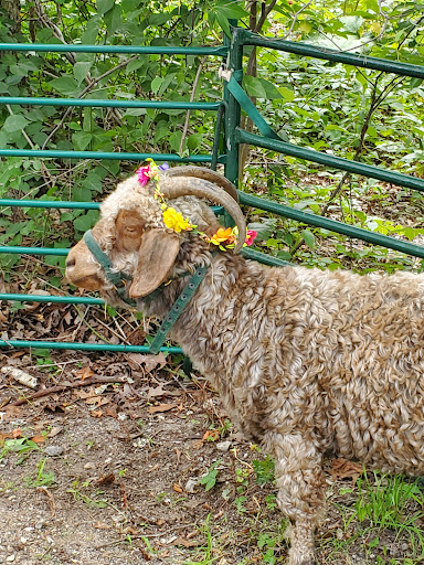 Long Island Yarn and Farm - Thumbnail