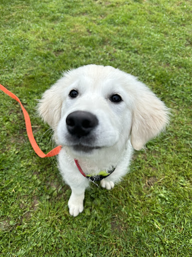 L'ACADÉMIE DES CHIENS - VENDÉE - ÉDUCATEUR CANIN - Thumbnail