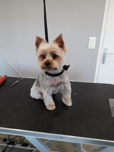 Esprit Canin - Toilettage et petsitting SOSPEL