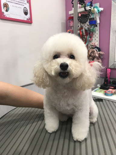 Marcella Professional Groomer Toelettatura&Spa - Thumbnail
