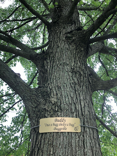 Afamilytree.com - Visual