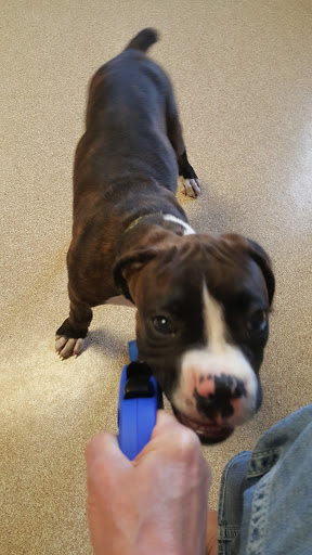 Shelby Veterinary Service, P.C. - Thumbnail
