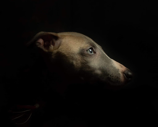 Élevage de Whippet, eleveur professionnel, chiot whippet/lévrier whippet, Loire-Atlantique, en Pays de la Loire, France