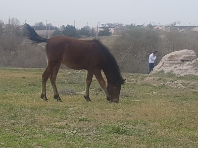 sirius horse riding & camping