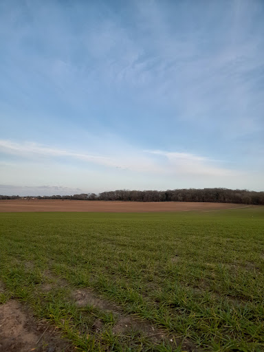 Flitwick Wood - Visual