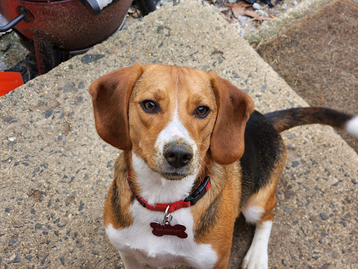 Animal Adoption Center - Thumbnail