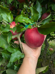 Photo n°15 de LA HALTE MARCHE au Domaine Chaillou à Gémozac (Primeur)