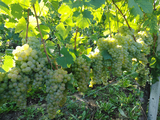 Poderi Roccanera s.s.a. - Thumbnail