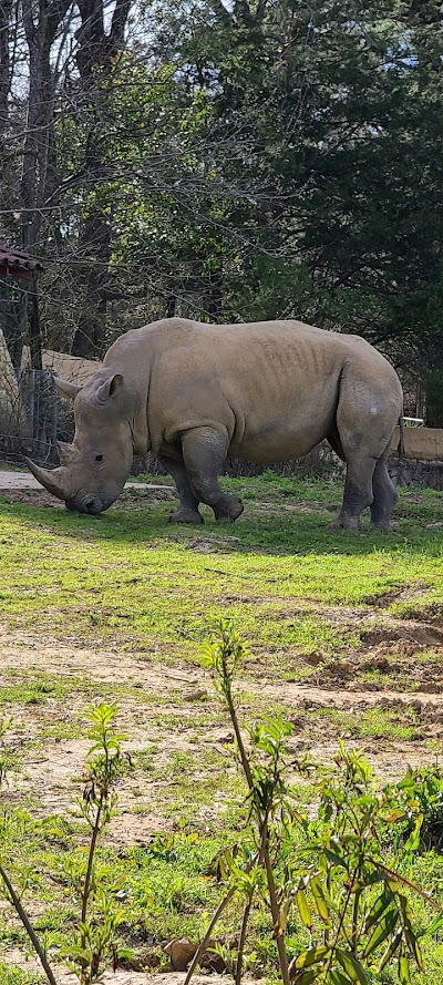 The Jackson Zoo