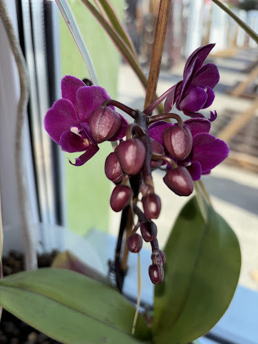 KAPLANBAU KFT. - Ablakszállító