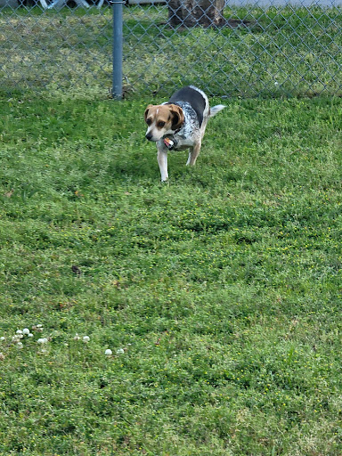 Dog Park (Monk Mallard Park) - Thumbnail