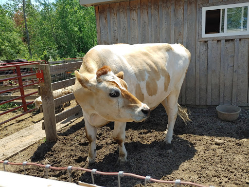 Asha’s Farm Sanctuary