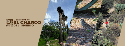 Charco del Ingenio