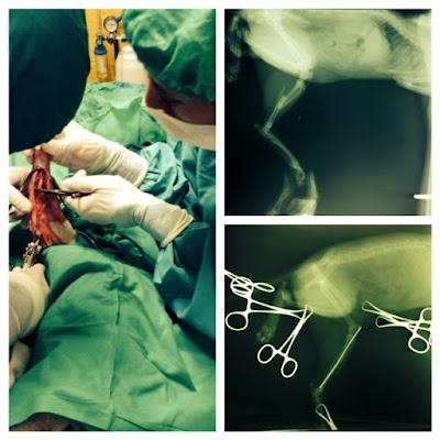 Photos of Dr. Mokaram Pet Clinic