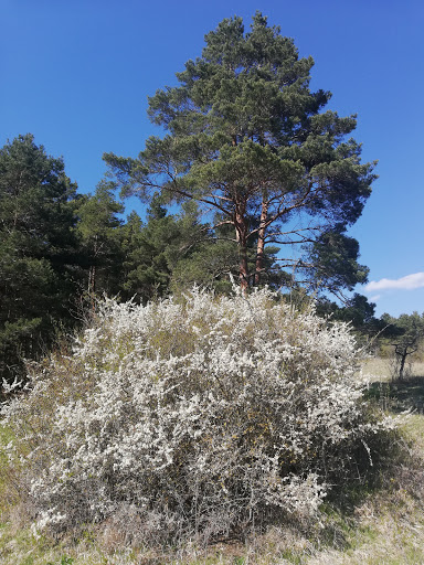 Schäferbuche - Visual