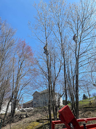 The tree guy - Visual
