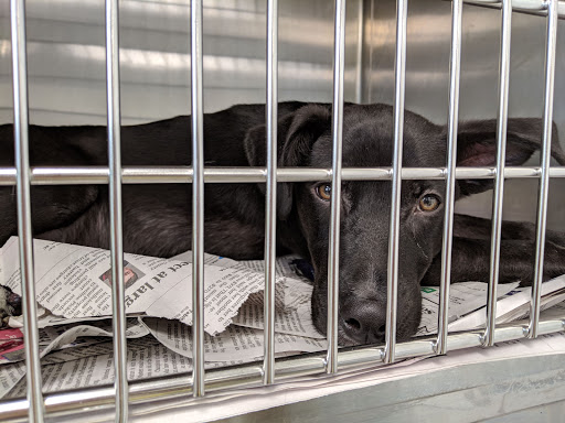 Greenville Humane Society