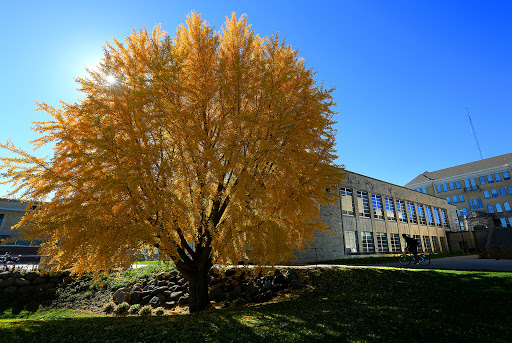 Andersen Library - Visual