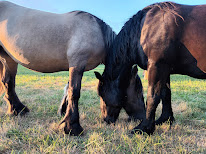 Le grelet - élevage de vallion ( chevaux) à Ligné