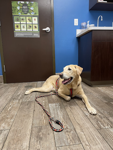 Strafford Veterinary Clinic - Thumbnail