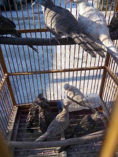 Photos of Arasy Bird Farm