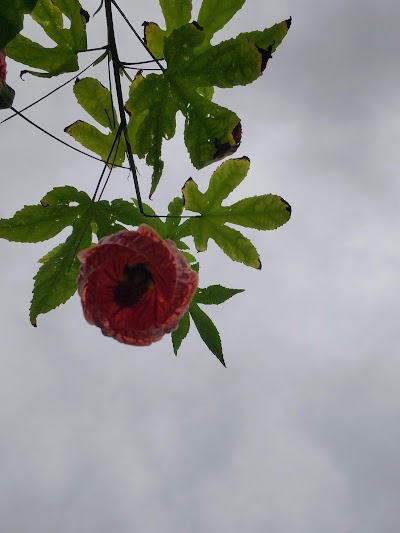 Castle Rock Nursery