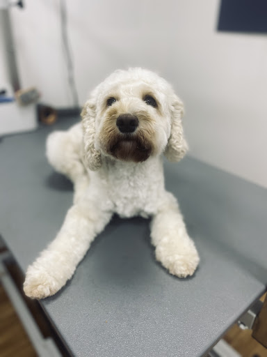 Mint Hound Pet Grooming