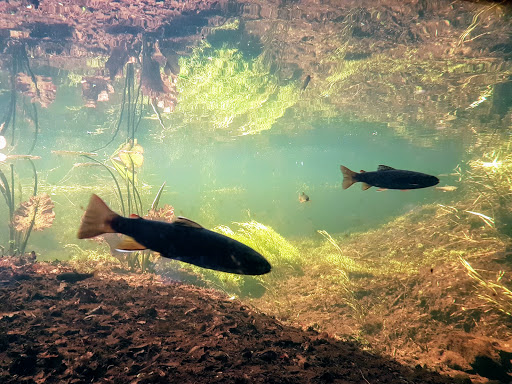 The Fluvarium - Thumbnail