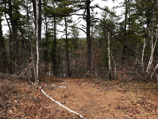 Waterboro Barrens Preserve