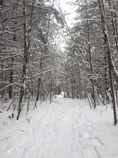 Boisé du Parc équestre - Thumbnail