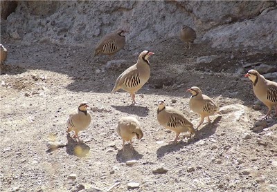 Photos of Dinar Kuh Protected Area