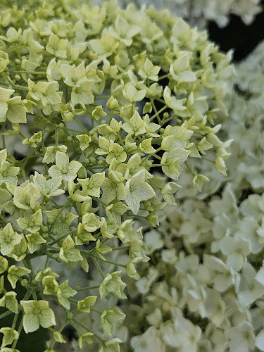 Opinii despre Super Ogród. Sklep ogrodniczy. Szanowny Pan Poznański. în Skarżysko-Kamienna - Ogrodnik