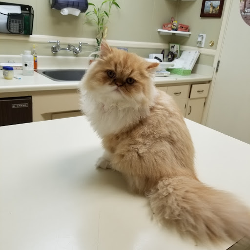 VCA Main Street Animal Hospital - Thumbnail