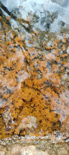Aylmore Mineral Spring Gallery - Australia