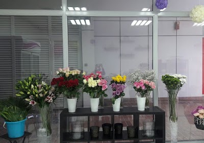 Photos of White Rose Flowers, Abu Dhabi