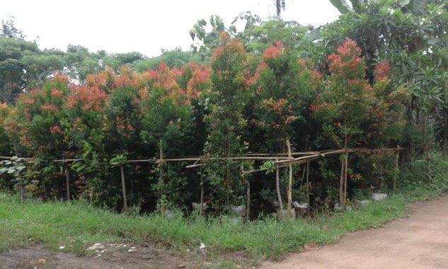 Pusat Budidaya Pucuk Merah Pengasinan Bpk. Sada, Author: Elok Taman '88'